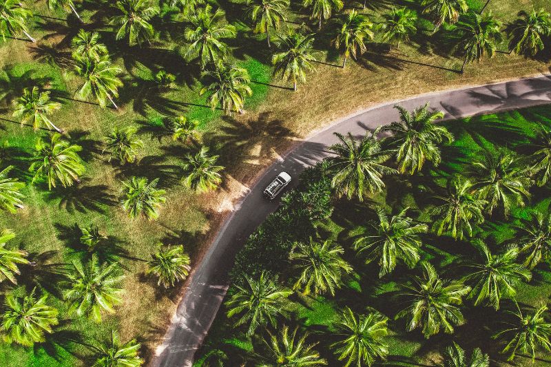 Ariel Palm Tree Photography